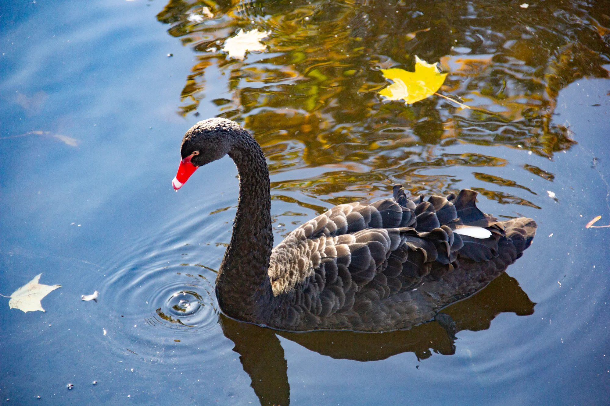 Is There a Black Swan Coming in 2026? Here's What to Do If There Is