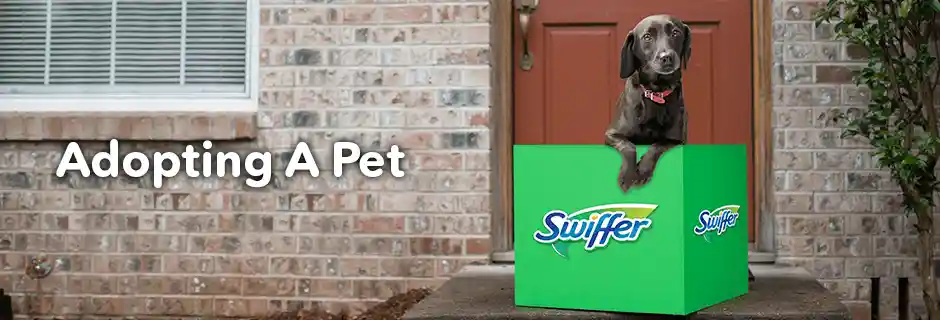 Swiffer tips Articles Adopting a Pet