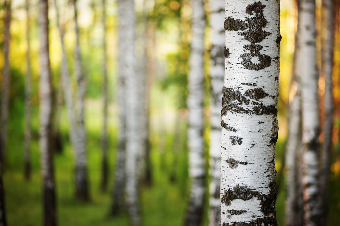 VOW ASA: Vow ASA and Betula Energy AS aim for biocarbon production in Bamble, Norway