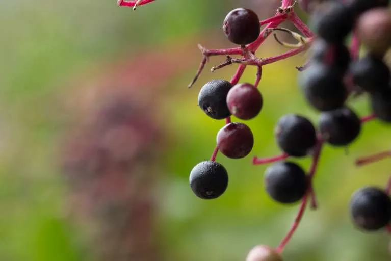 article grid The health benefits of elderberry