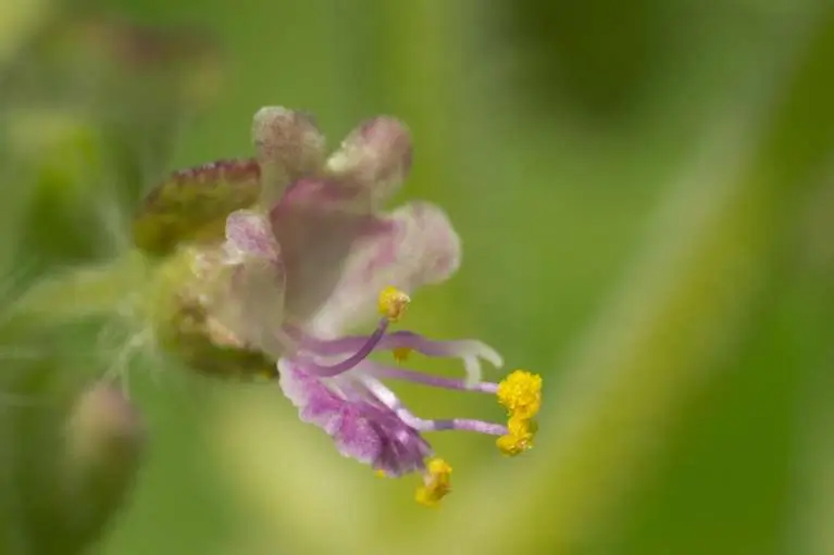 What are Adaptogens? | Adaptogenic Herbs & Their Benefits | Pukka Herbs UK