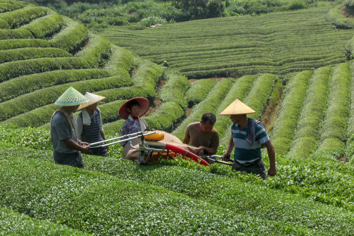 2313411-3047-machine-harvesting-tea.jpg.rendition.1338.1338