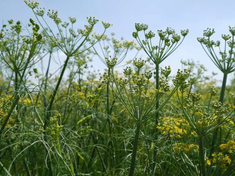 article grid wellbeing-articles/the-health-benefits-of-fennel