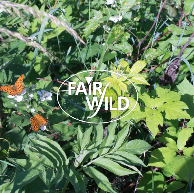 Schöne faire Welt – warum wir Fairwild lieben alternative text