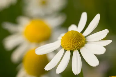 text with image 354 chamomile flower