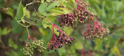 Pukka Herbs Australia article grid  Elderberry Elixir