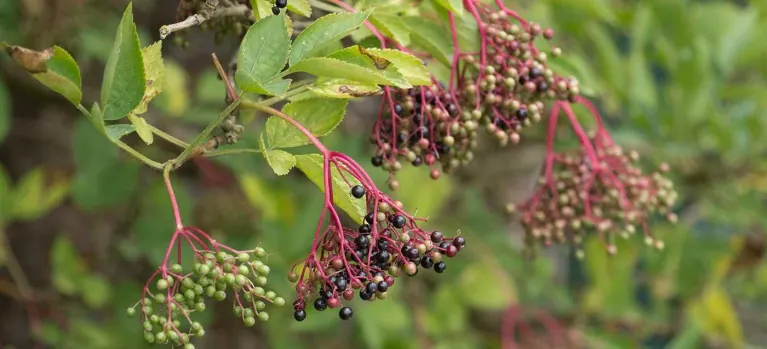 Article name- Elderberry Elixir