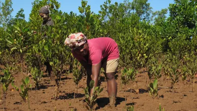 Pukka Herbs Australia article grid Planting trees every time you buy Pukka