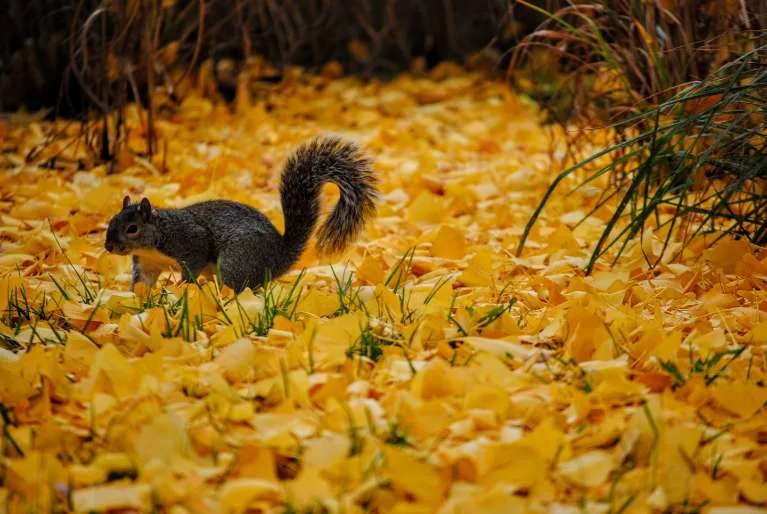 article grid dein-wohlbefinden/herbst-wohlfuehl-guide-kapha