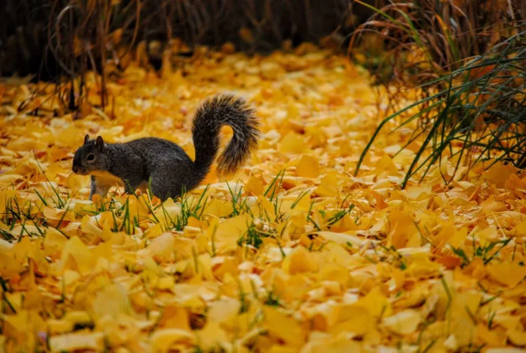 Herbst Wohlfühl-Guide: Kapha alternative text