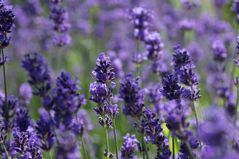 article grid The amazing benefits of lavender 
