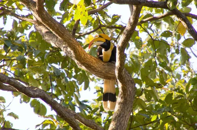 article grid articles/fairwild-the-great-pied-hornbill-and-the-bibhitaki-tree