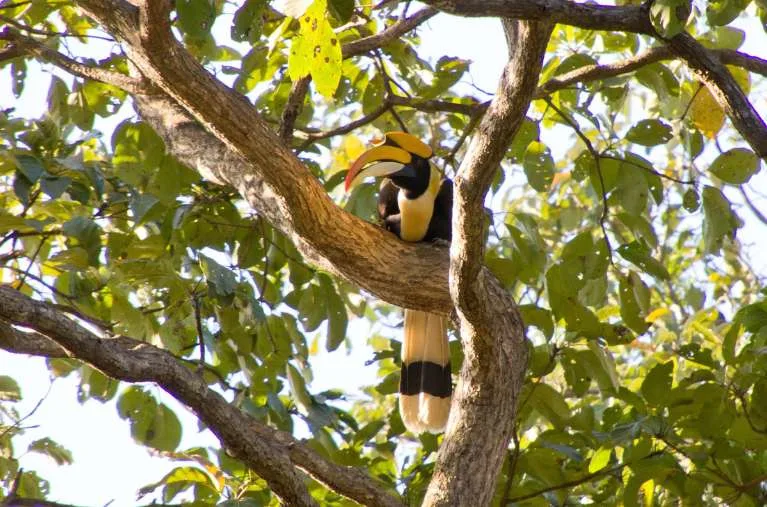 Wie Fair Wild den Doppelhornvogel schützt alternative text