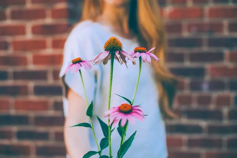 Echinacea: Understanding it’s Key Uses for Immune Support