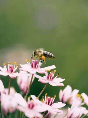 Pukka Herbs Australia article grid Boosting Biodiversity: Plants That Support Bees and Other Pollinators