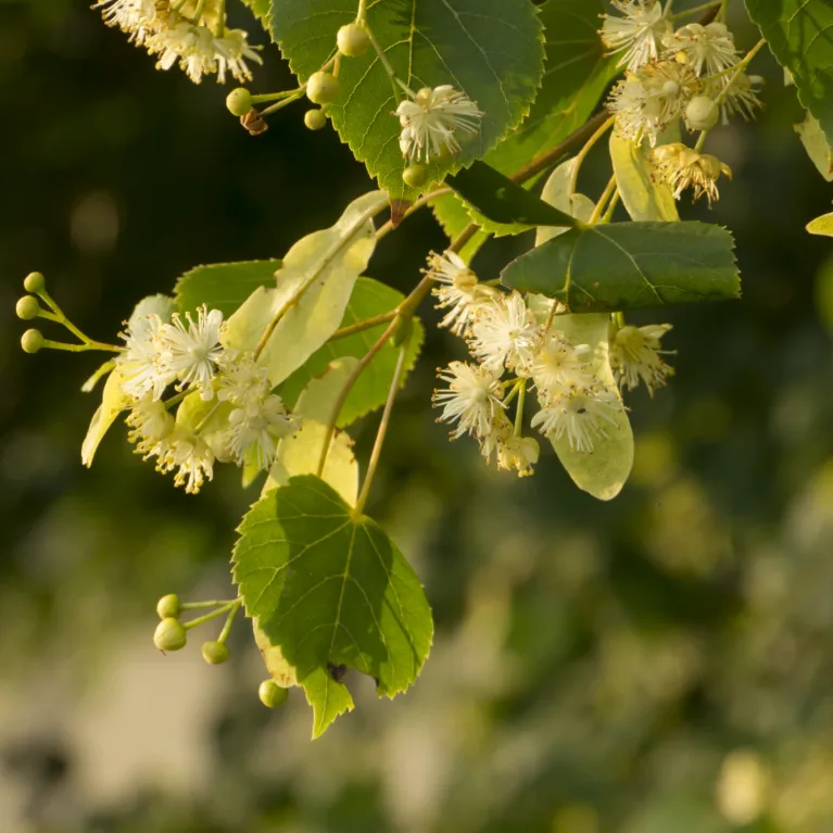 article grid valmaende/the-regenerative-power-of-limeflower