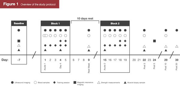 遅発性筋肥大超回復研究の表と図