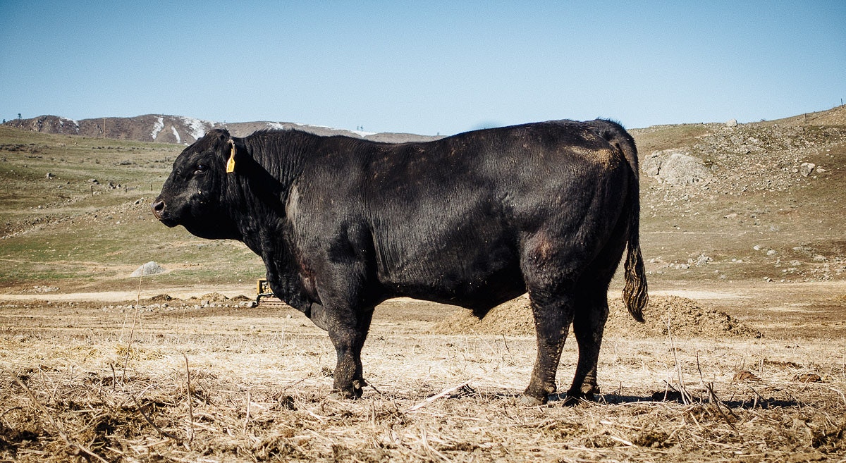Gebbers Cattle Co, grain-finished cow