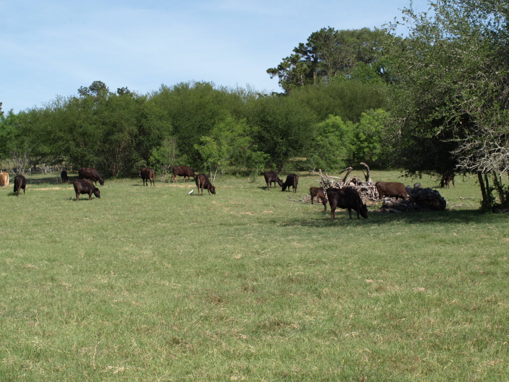 Cattle grazing in the field