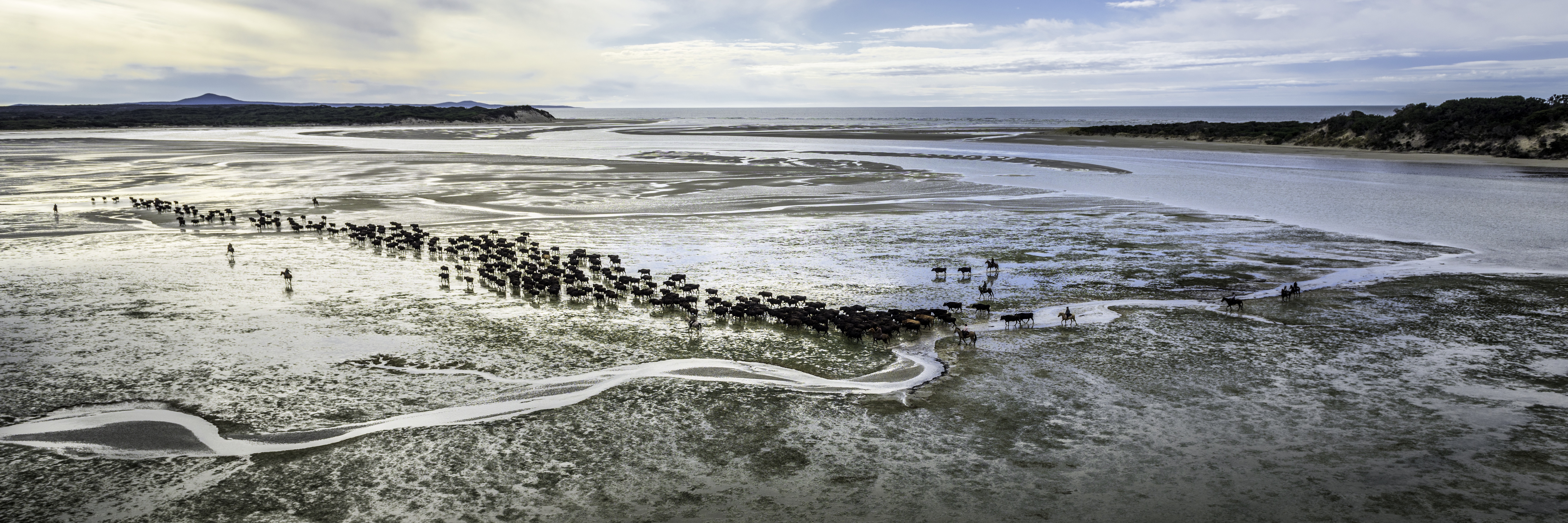 Robbins Island cattle