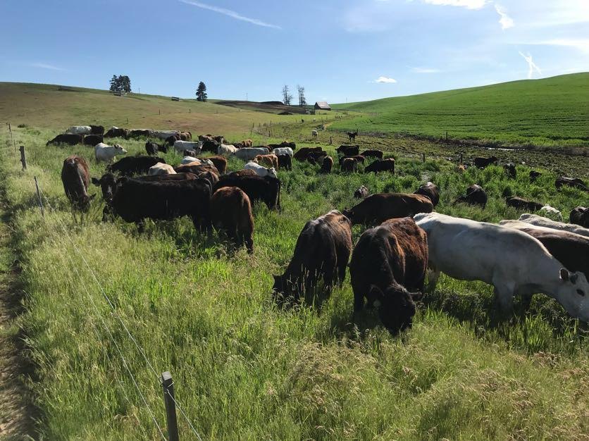 Cattle grazing at Emtman Brothers Farms