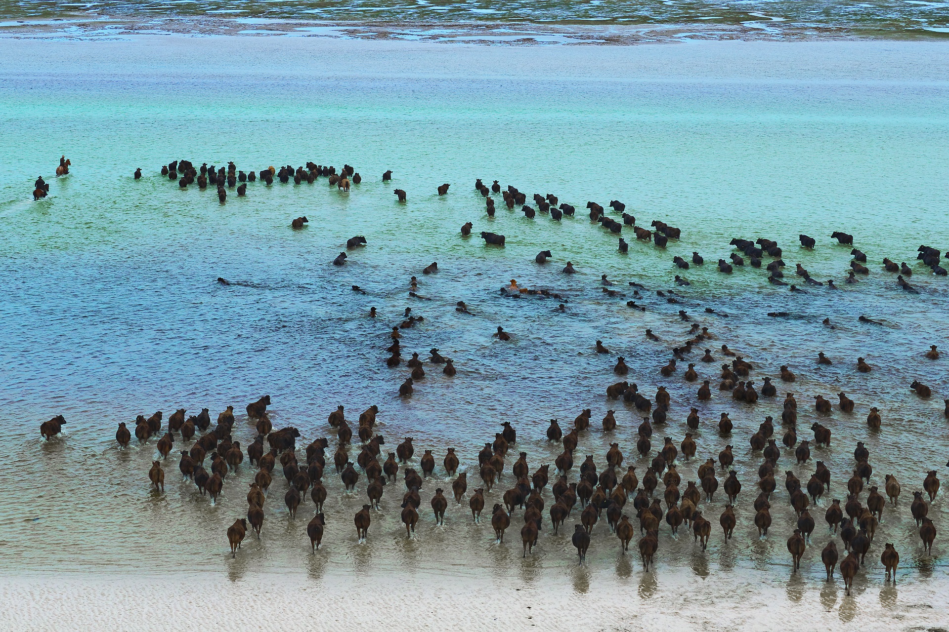 Cattle wading on the shores of Robbins Island