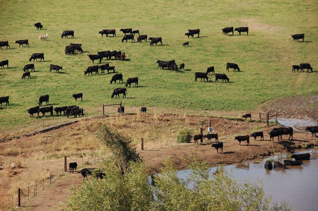 Cattle in the field