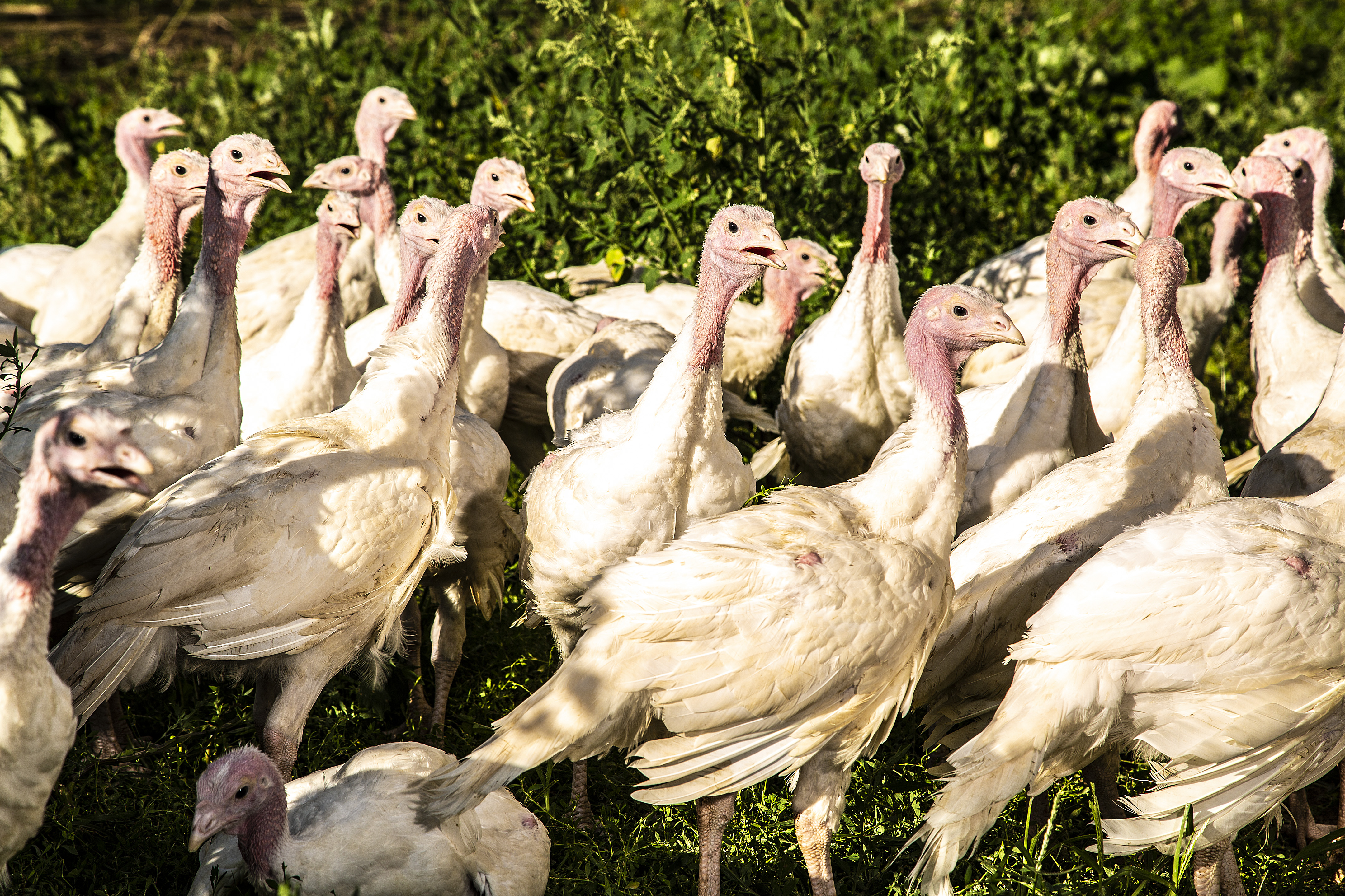 Turkeys on pasture at Gunthorp Farms