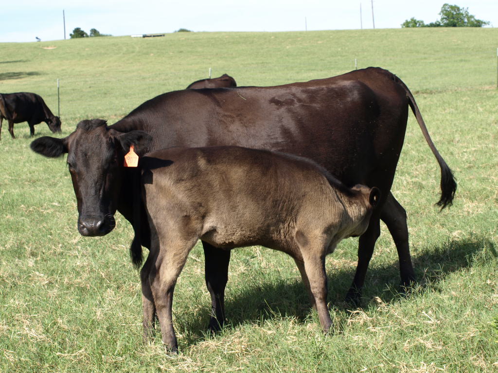 Cow and calf at Tebben Ranches