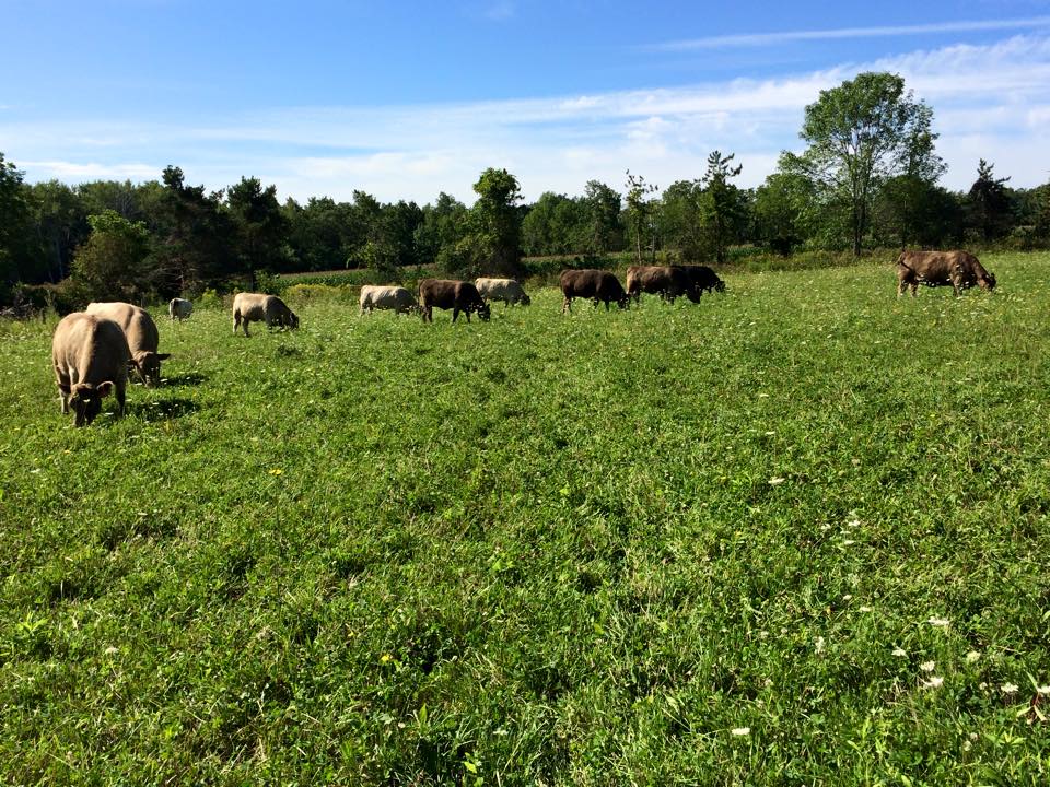 Murray Grey cattle grazing at Autumn's Harvest