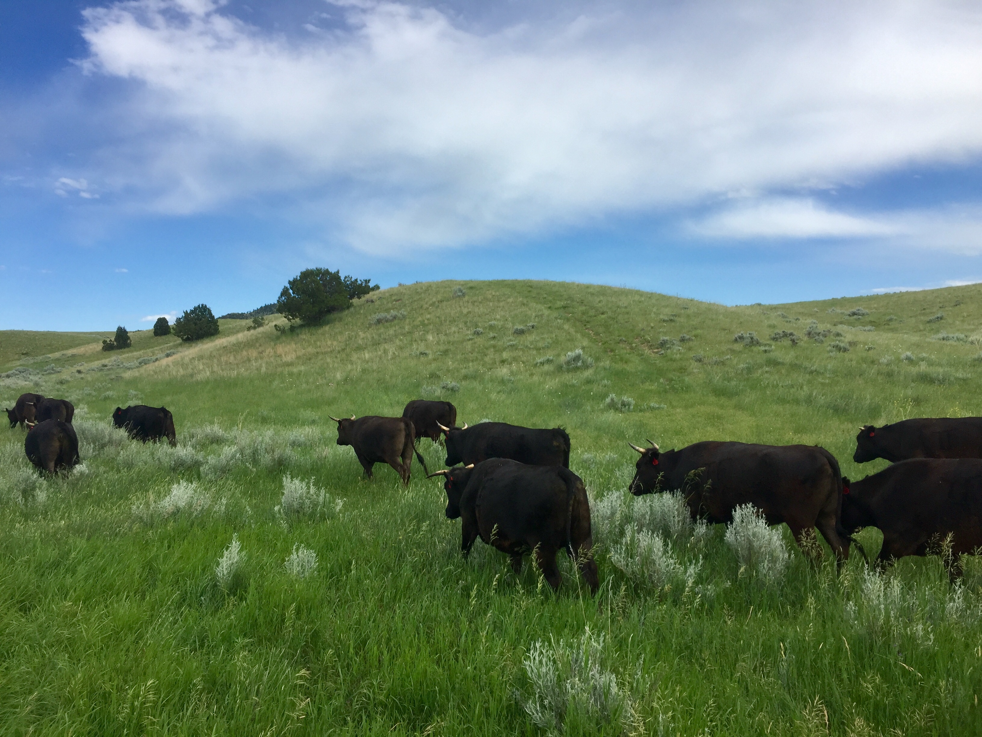 Cattle grazing on native Montana grasses at Omega Beef
