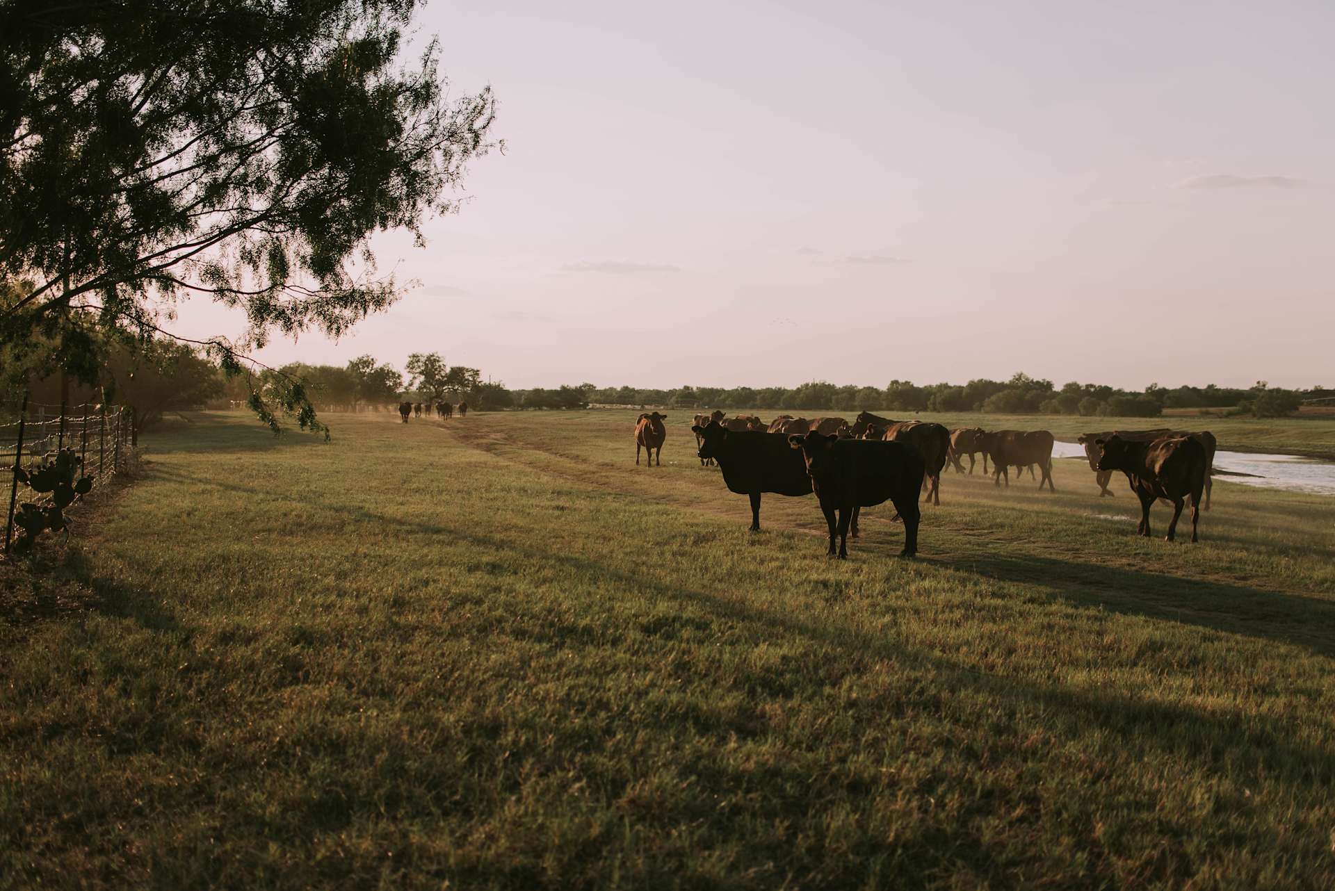 Cattle grazing on pasture at sunset