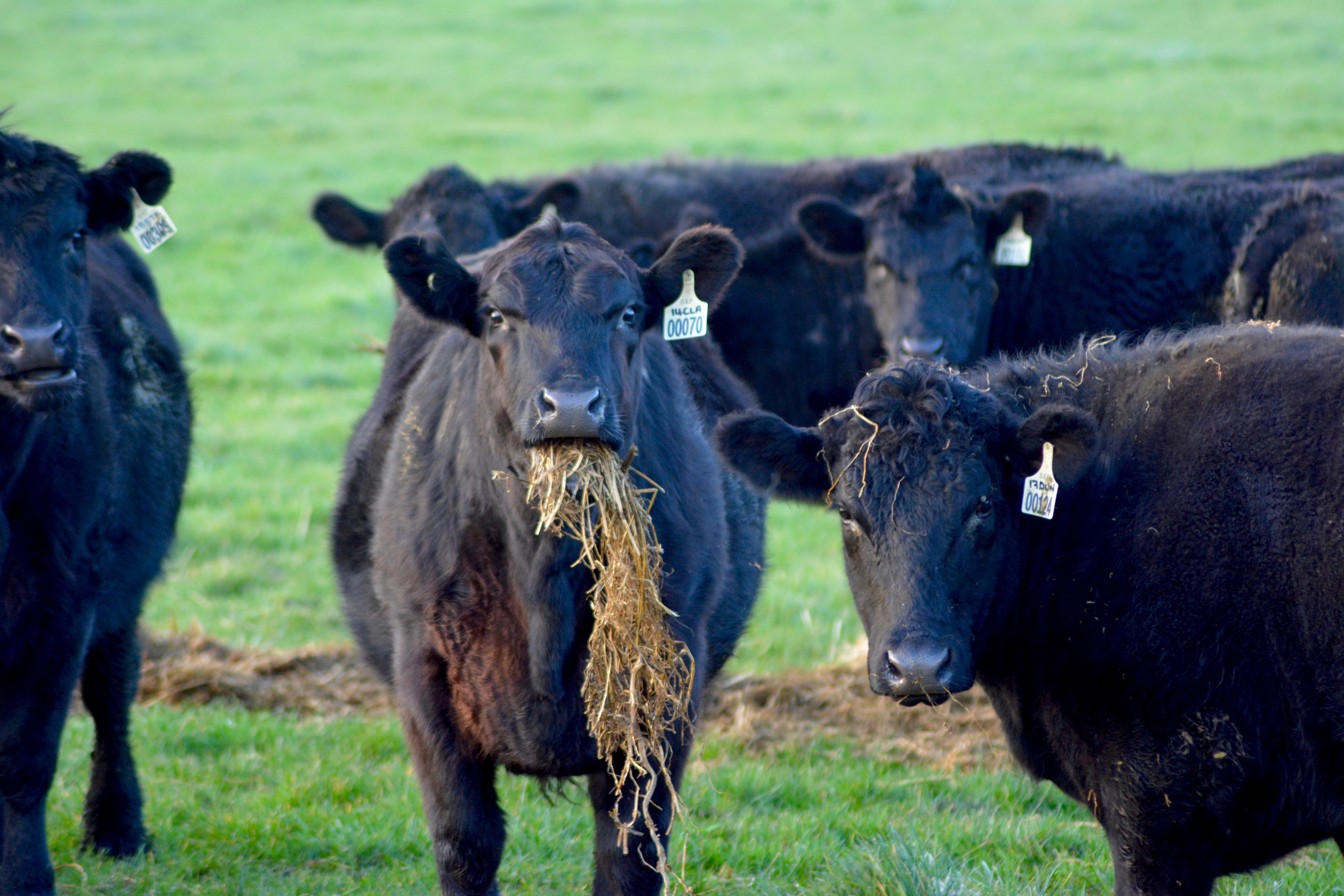 Cattle at Westmore Pastoral