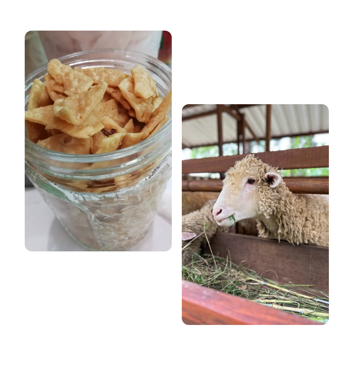 Two pins, dish with snacks, sheep sharing hay