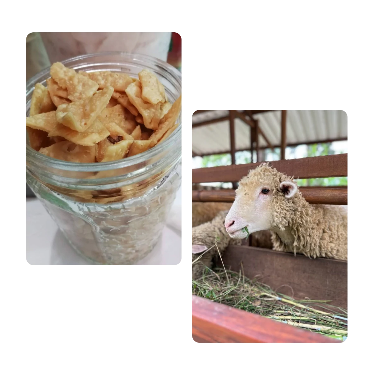 Two pins, dish with snacks, sheep sharing hay