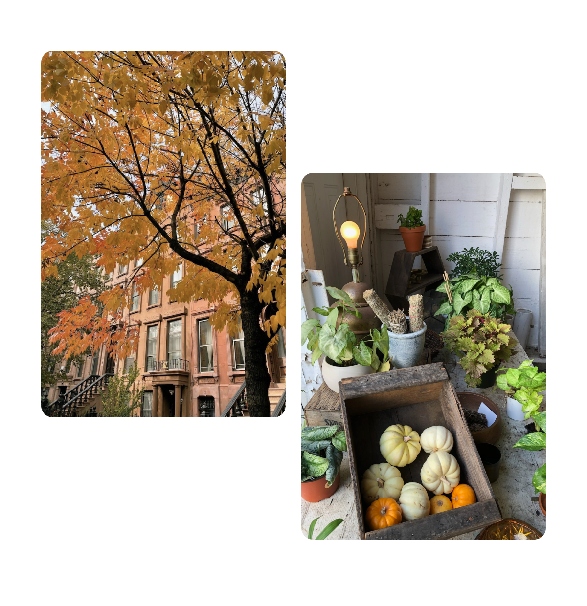 Two pins, fall season with leaves, small pumpkins