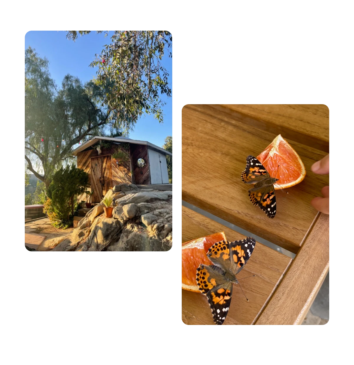 Zwei Pins, Außenansicht eines Hauses, Schmetterlinge auf Orangenscheiben 