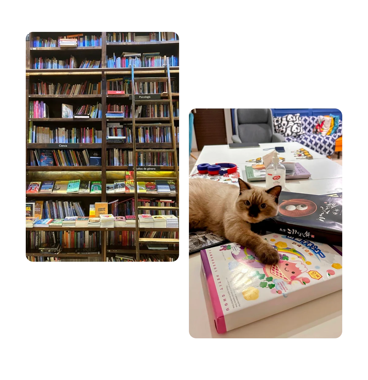 Two pins, library, cat laying on activity materials