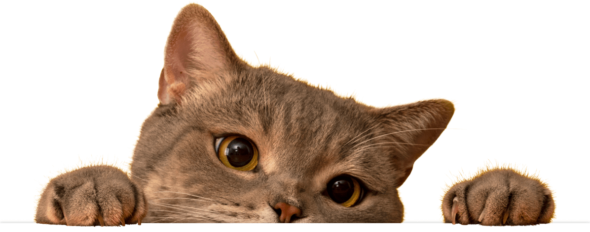 A curious tan cat peeks over the edge of a surface, with its large, expressive eyes and paws visible.