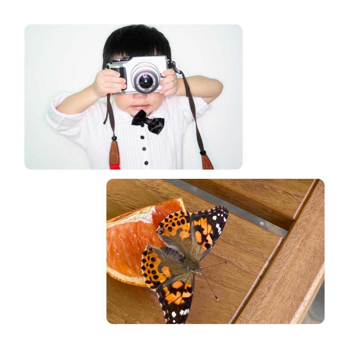 Two pins, young boy with camera, butterflies on orange slices