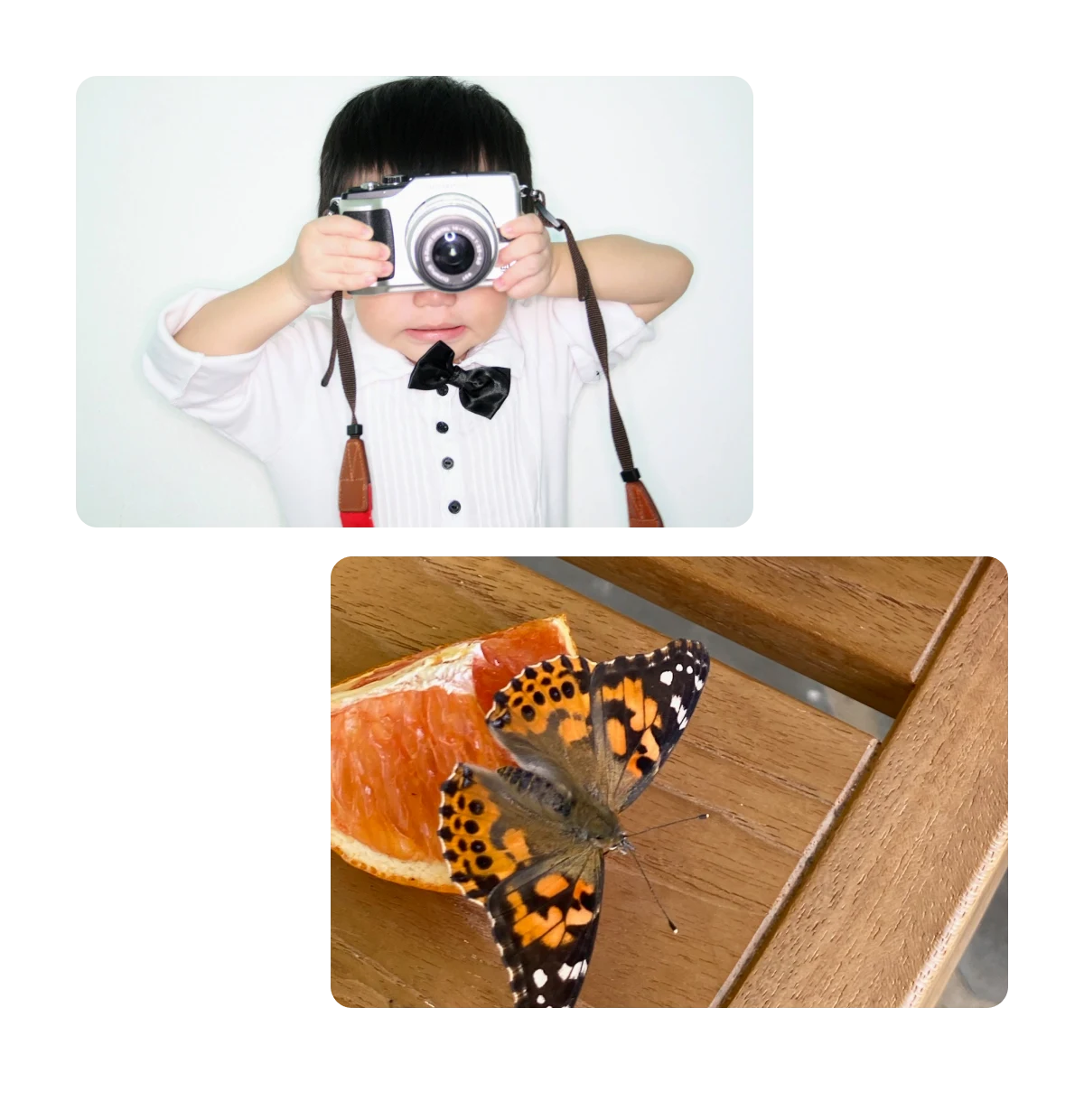 Two pins, young boy with camera, butterflies on orange slices