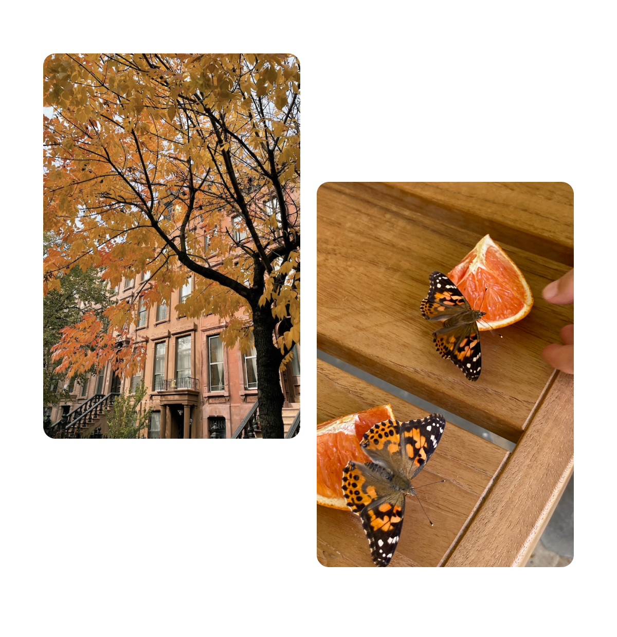 Two pins, fall season with leaves, oranges with butterflies