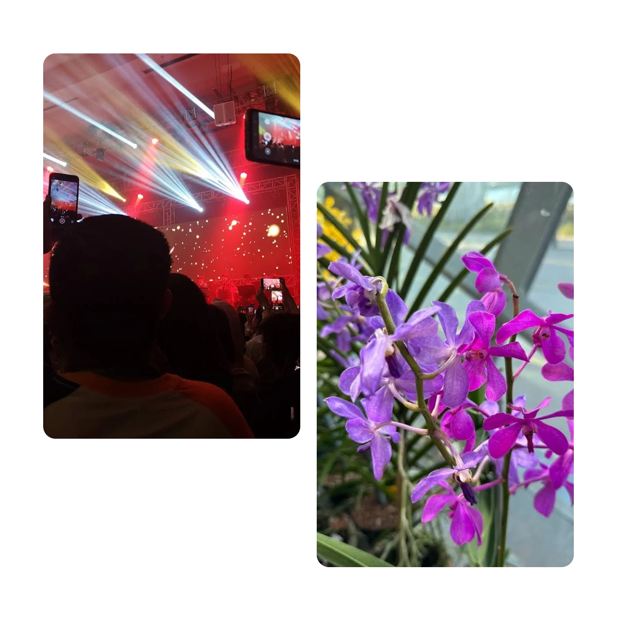 Two pins, taking photos of light show, colorful flowers