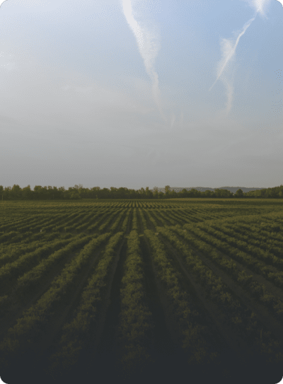 Image of farm field