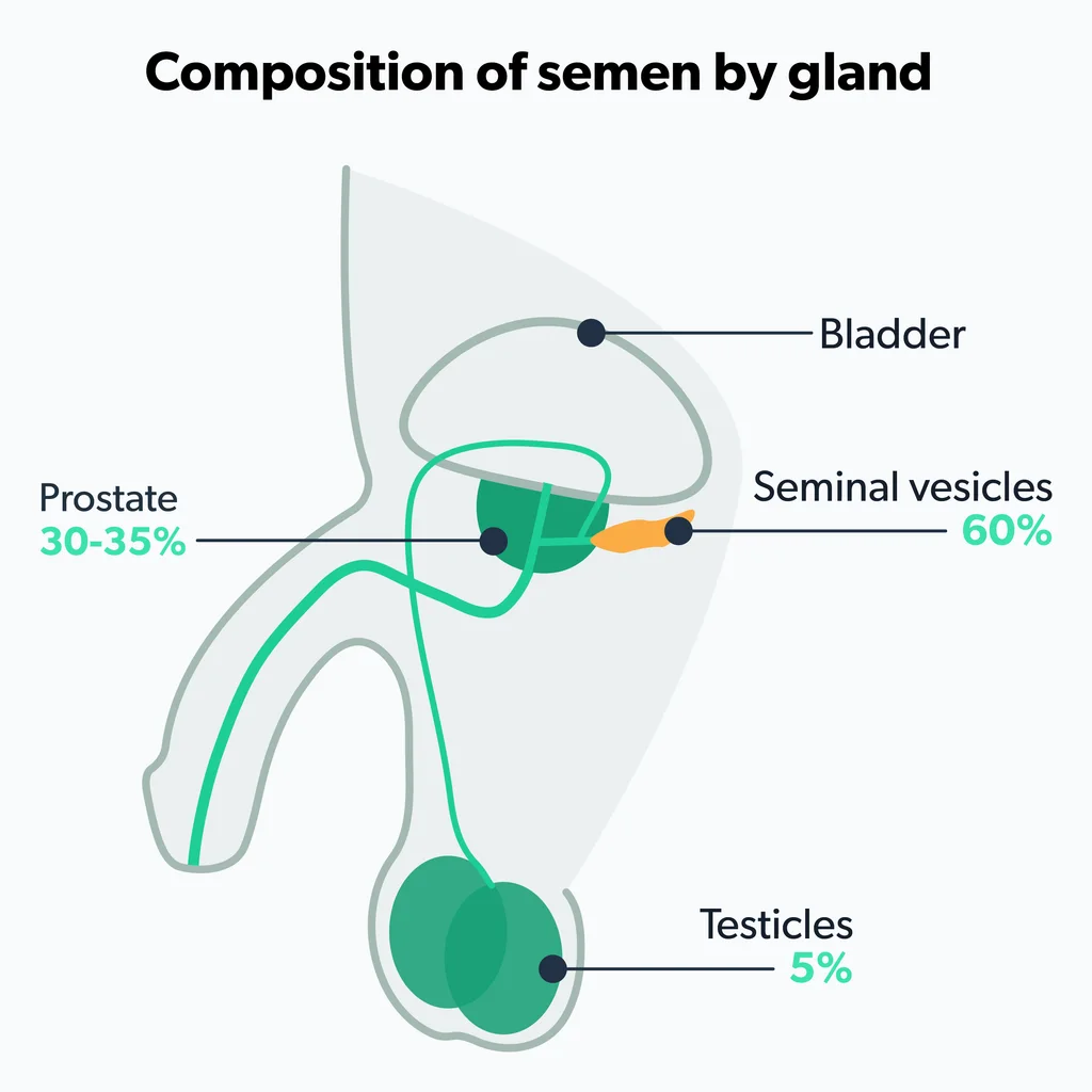 How to Increase Semen Volume | Ro