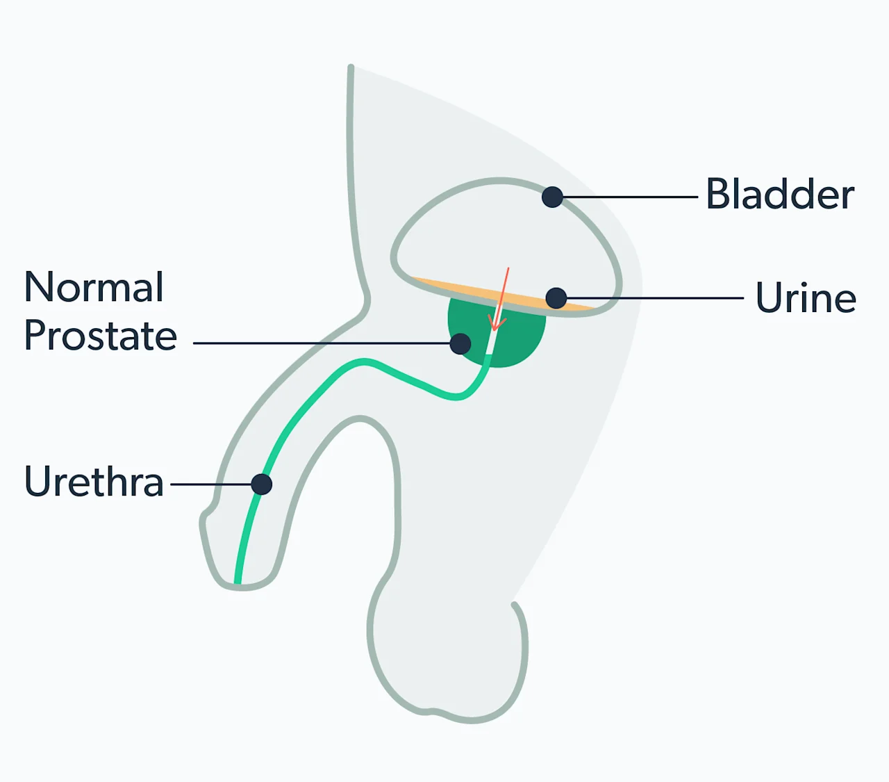 OC Prostate massage: health benefits of hitting the male G-spot image 09901d41-0d62-423f-ad7d-745e2166598b