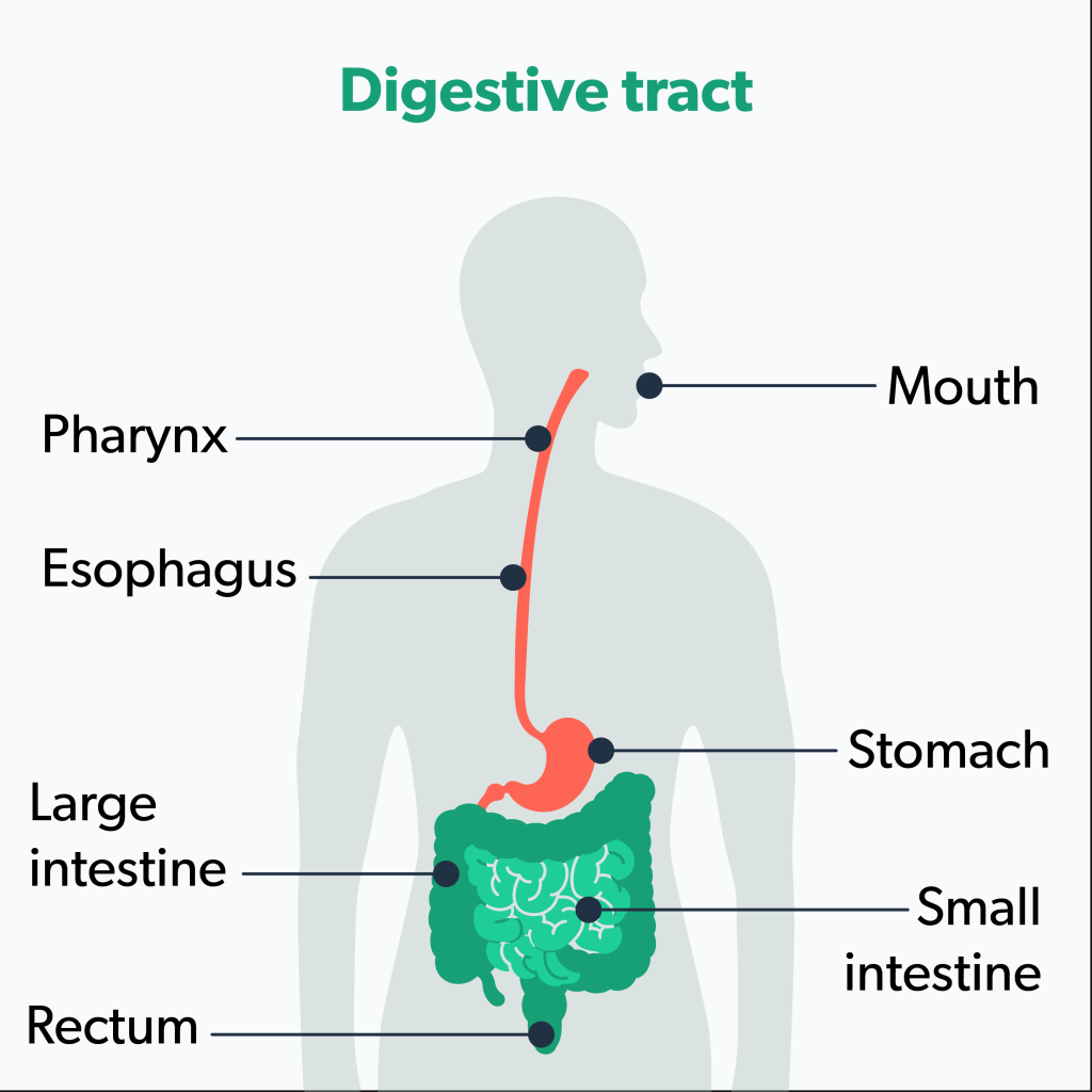 Colon Cleanse: Can This Really Help You Lose Weight? | Ro