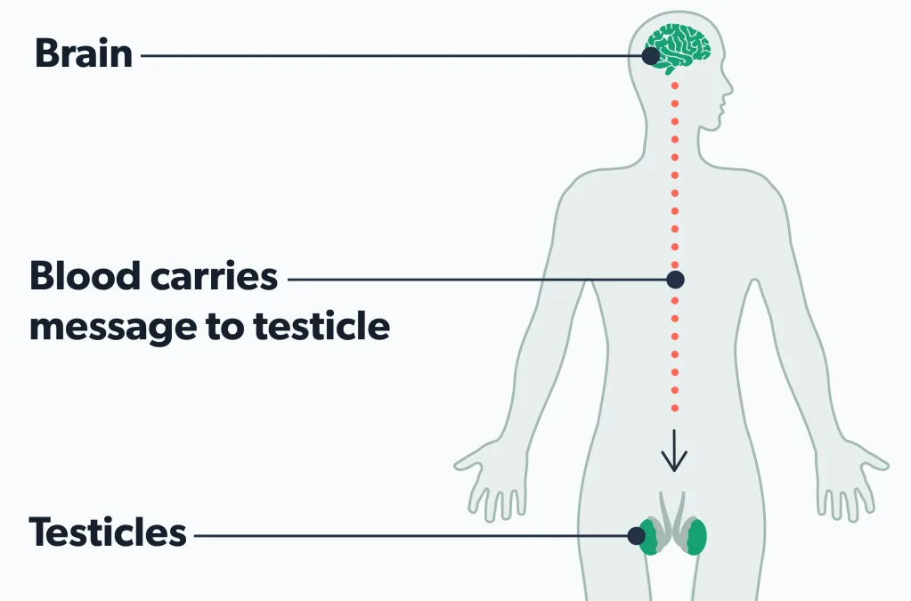 OC Semen without sperm (azoospermia): causes and treatments image 22b8b442-3b8d-4802-9fc1-cf8c958d634f