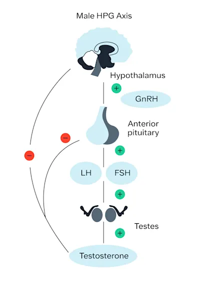 Testosterone Treatment Diagrams-03