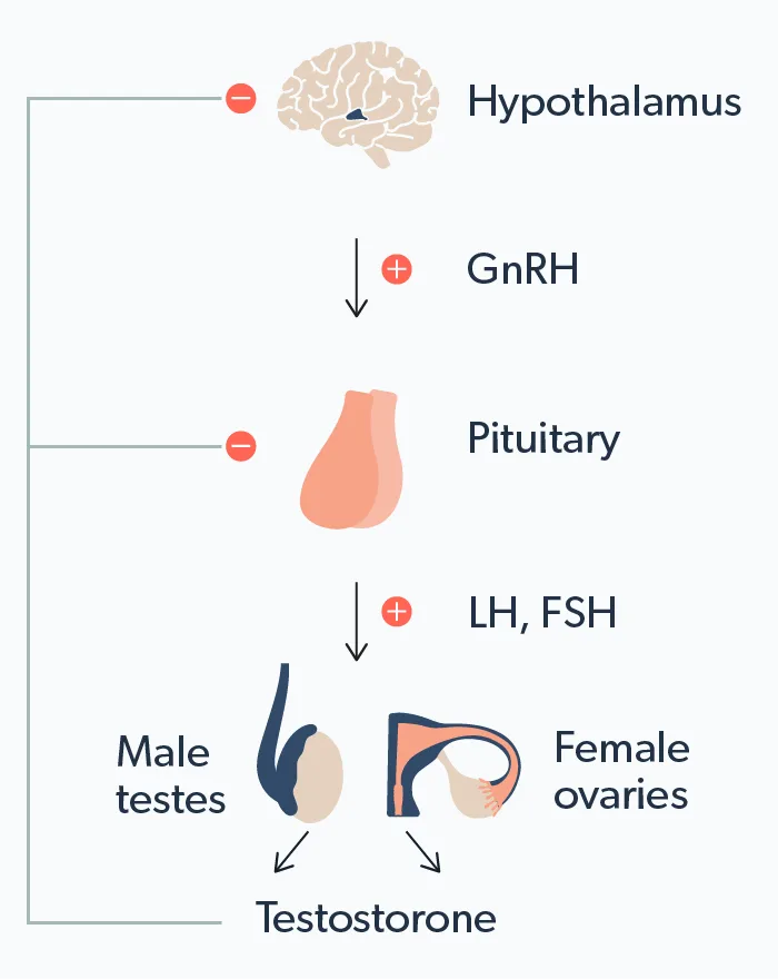 Testron 2 Free Testosterone Levels and What They Mean for Your Health | Ro